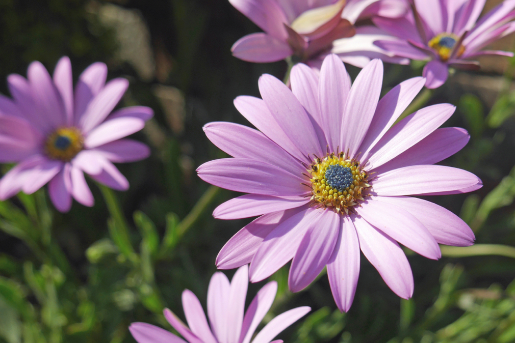 osteospurmum 'stardust' flowers with pink petals and yellow centers growing outside