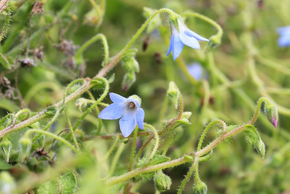 flowers of Borago pygmae