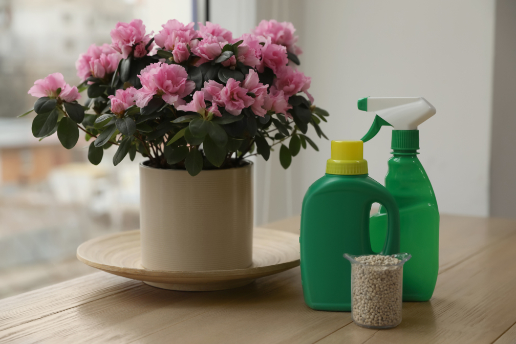 pink potted azalea growing on a table by a window next to a spray bottle and some plant feed