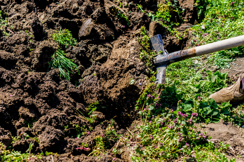 soil that has been freshly turned over being dug into by a shovel