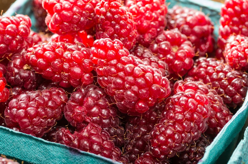 plump red tayberries that have been freshly harvested