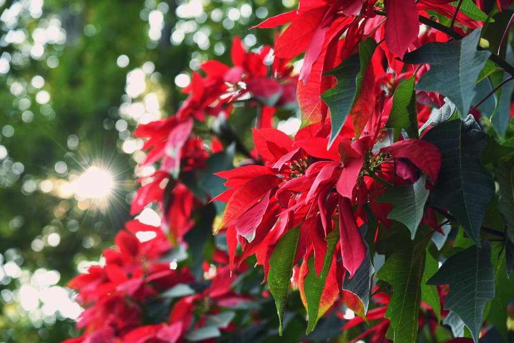 Euphorbia pulcherrima growing outdoors with the sun peeking through the foliage of a tree