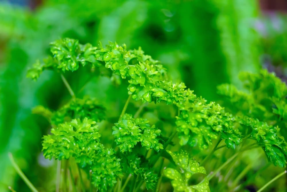 curly leaves of parsley with visible water droplets