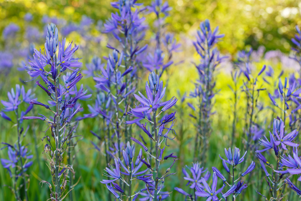 Camassia leichtlinii 'Caerulea’ with long tall stems and bluey-purple flowers growingin a field outside