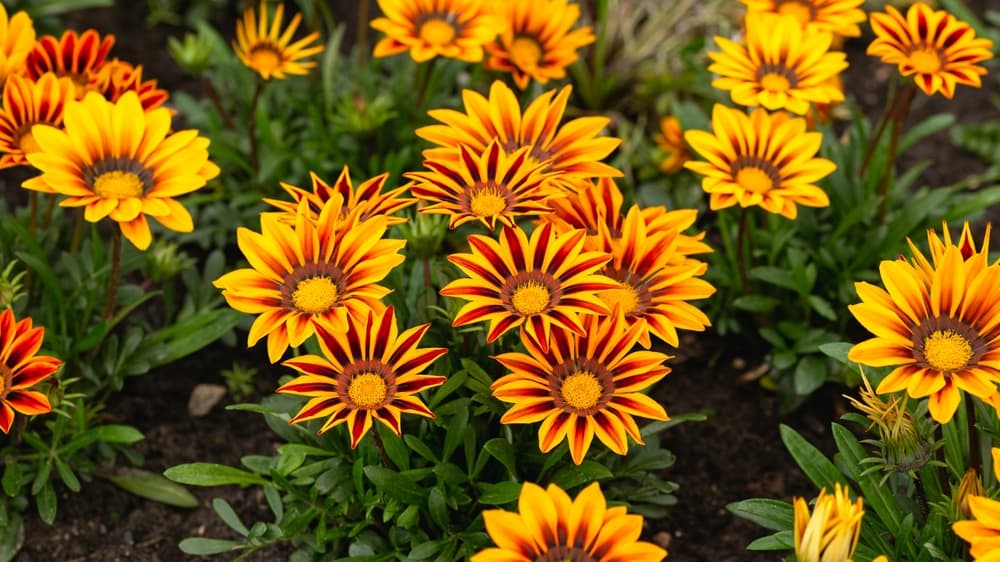 flowers of Gazania Aztec with pointy petals that are striped yellow and red