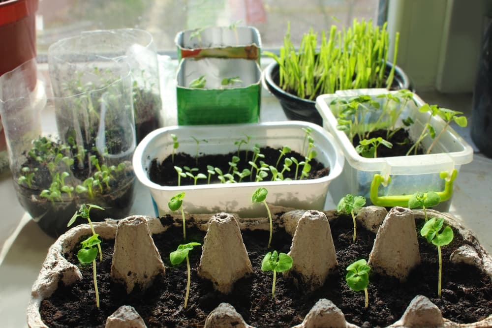 seedlings of various plants shown in an egg carton and plastic containers on a home windowsill