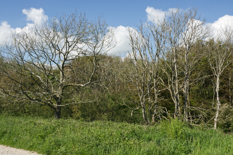 dead ash trees with no leaves on their branches due to ash dieback growing in front of other trees on a sunny day