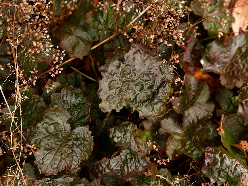 wrinkled dark foliage of H. villosa ‘Palace Purple’ and tiny white flowers