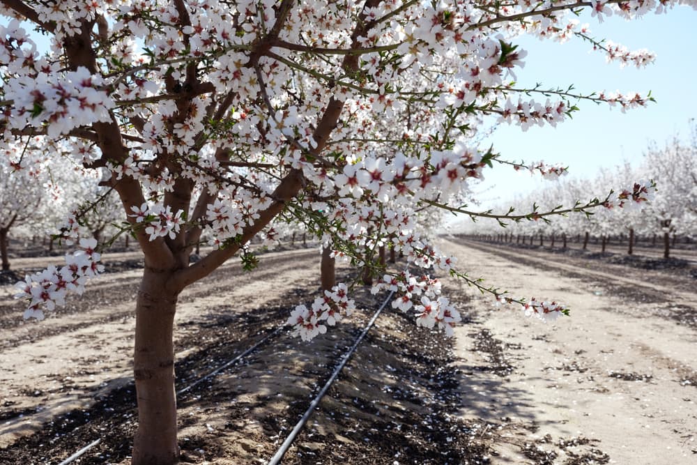 an orchard of 'Independence' almond trees planted in rows