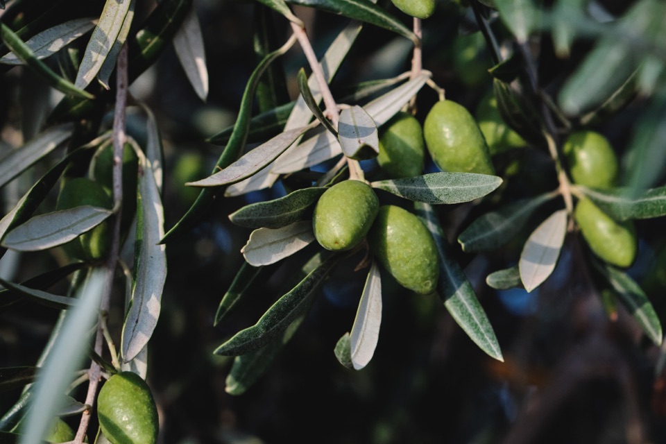 some green olives sprouting from an olive tree with thin leaves that are a darker green