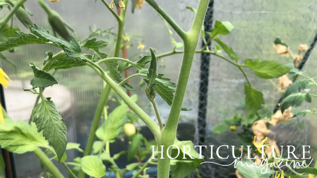 a close-up of the stem of a tomato plant with some side growths inside of a greenhouse