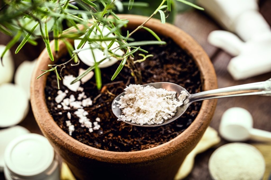 a potted plant being scattered with crushed eggshells off a spoon placed on a kitchen table