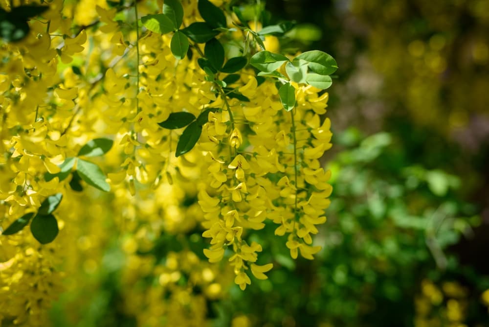 hanging yellow flowers of L. × watereri ‘Vossii’