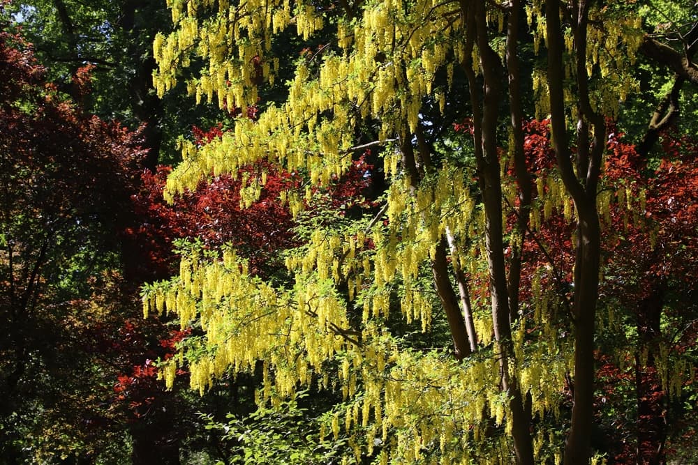 Golden Chain Tree shown in late spring with red leaves of a tree behind