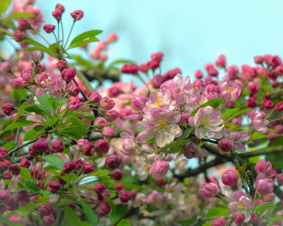 pink blossom from a crab apple tree growing in the sun