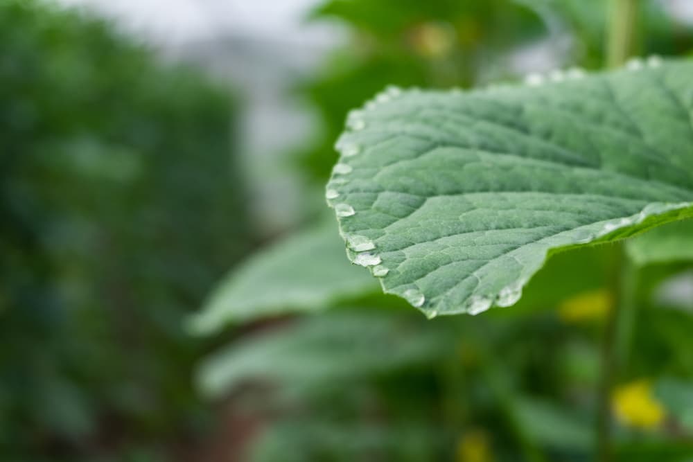 cantaloupe leaves with water droplets