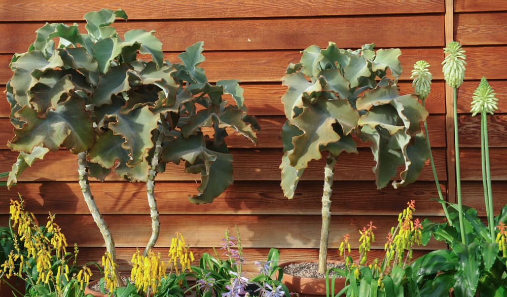 K. beharensis growing alongside red hot poker plants with a brown timber fence in the background