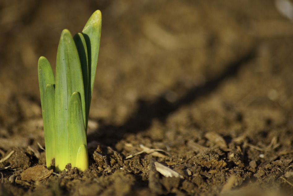 a small daffodil sprouting from some soil