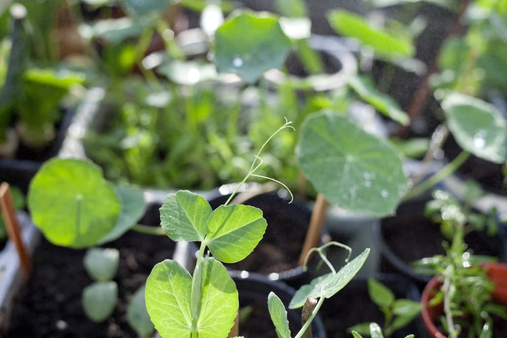 nasturtiums and broad beans grown together as companion plants from seeds