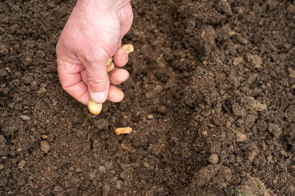 hands planting beans in soil