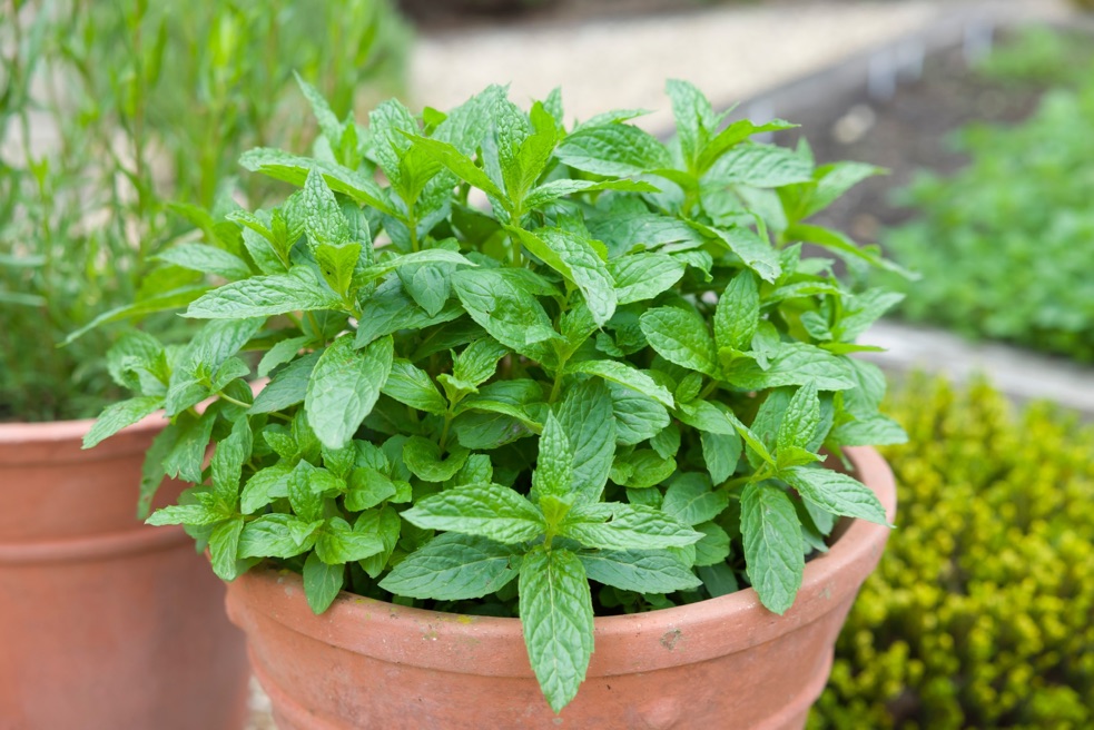a mint plant growing in a brown container outside with other shrubs growing behind it