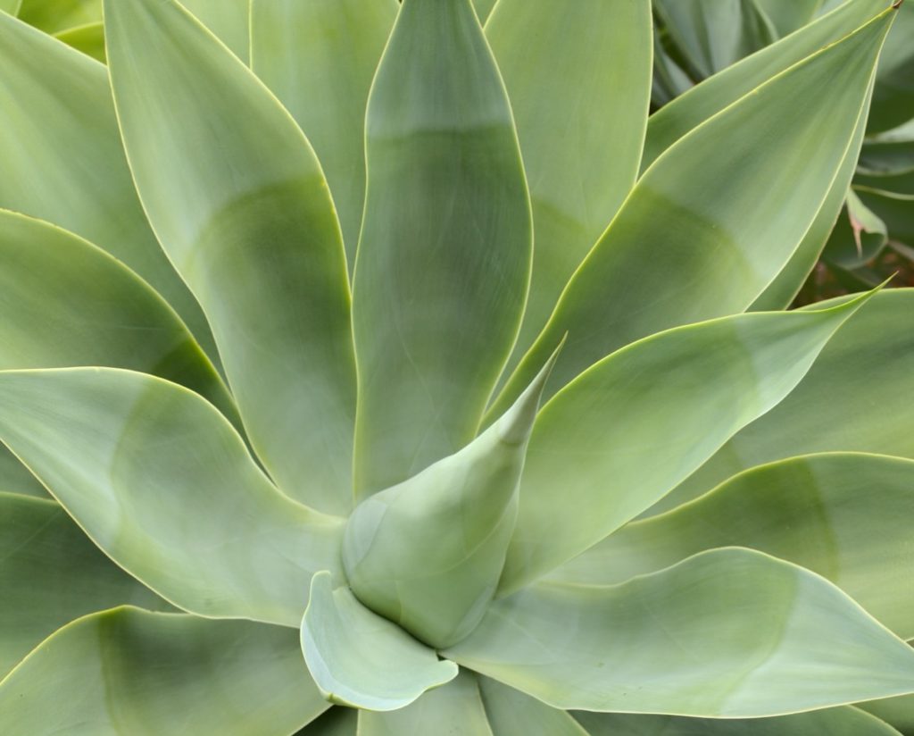 a close-up of smooth Century Plant leaves with various green hues