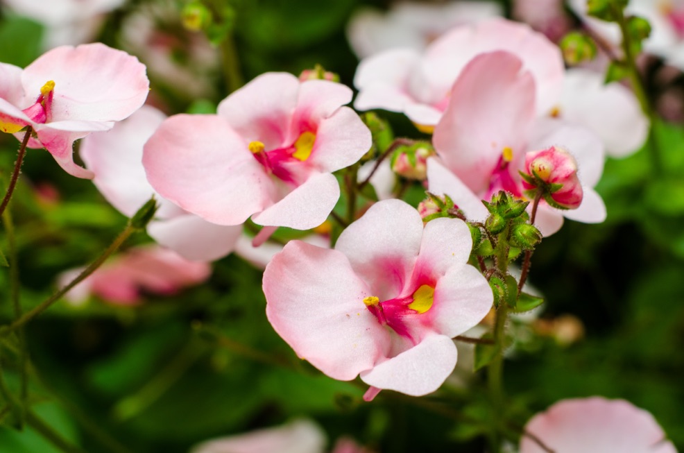 Diascias with pale pink petals and a darker pink and yellow centre growing outside