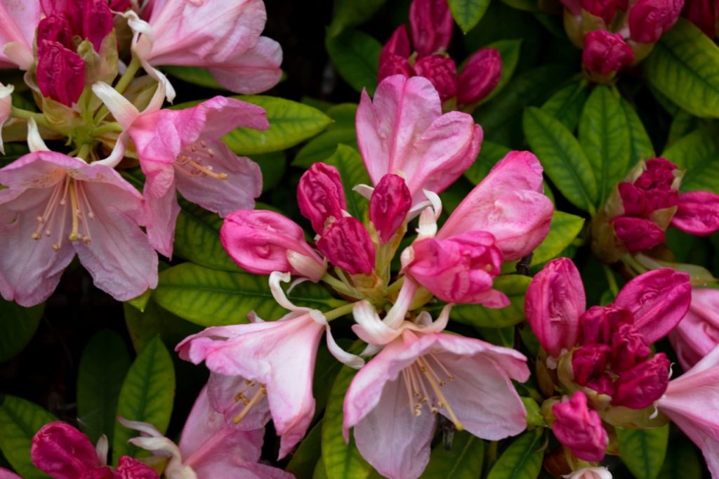 pink flowering ericaceous Rhododendron plant