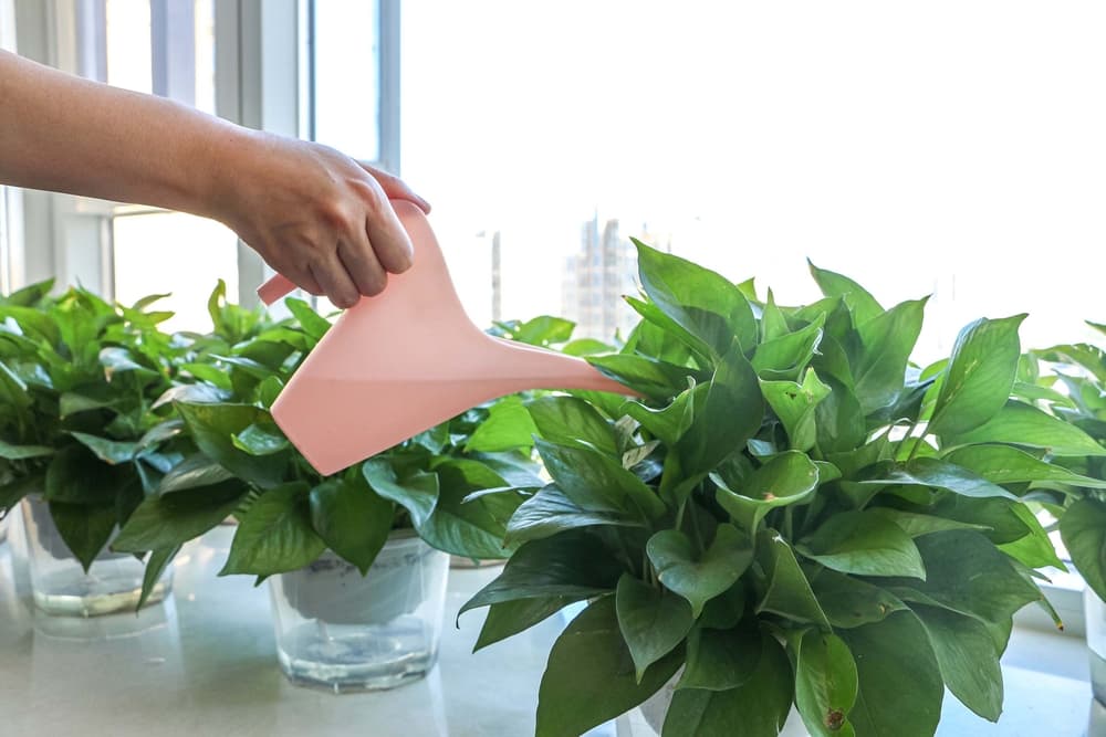 a pink watering can being used to water several Epipremnum aureum plants on a windowsill