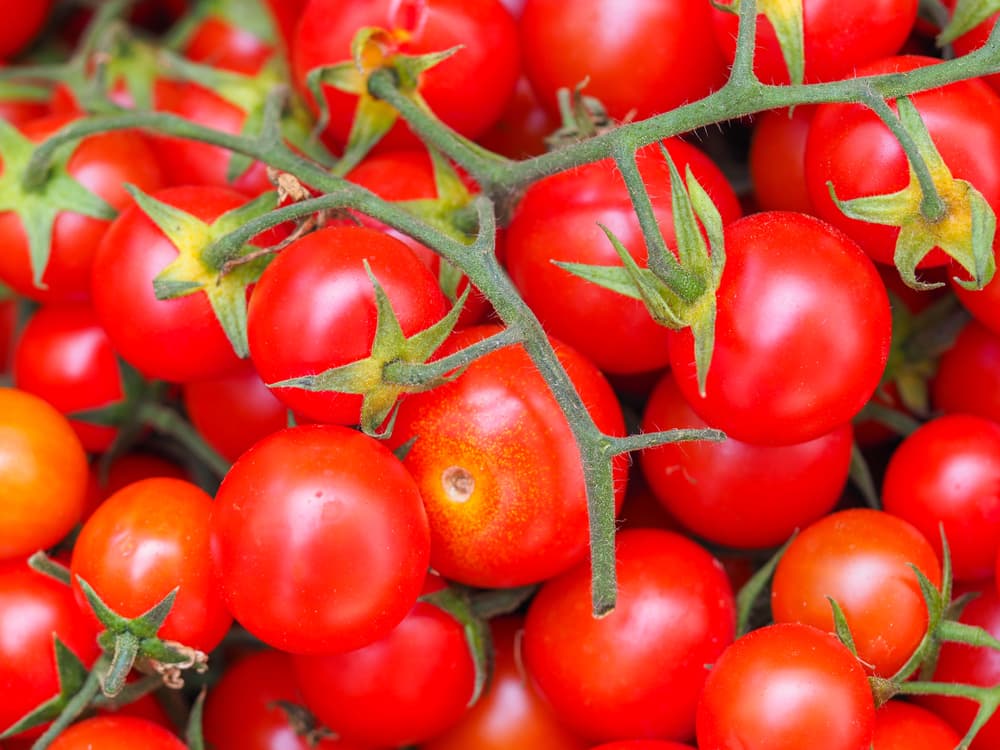 lush red campari tomato fruits