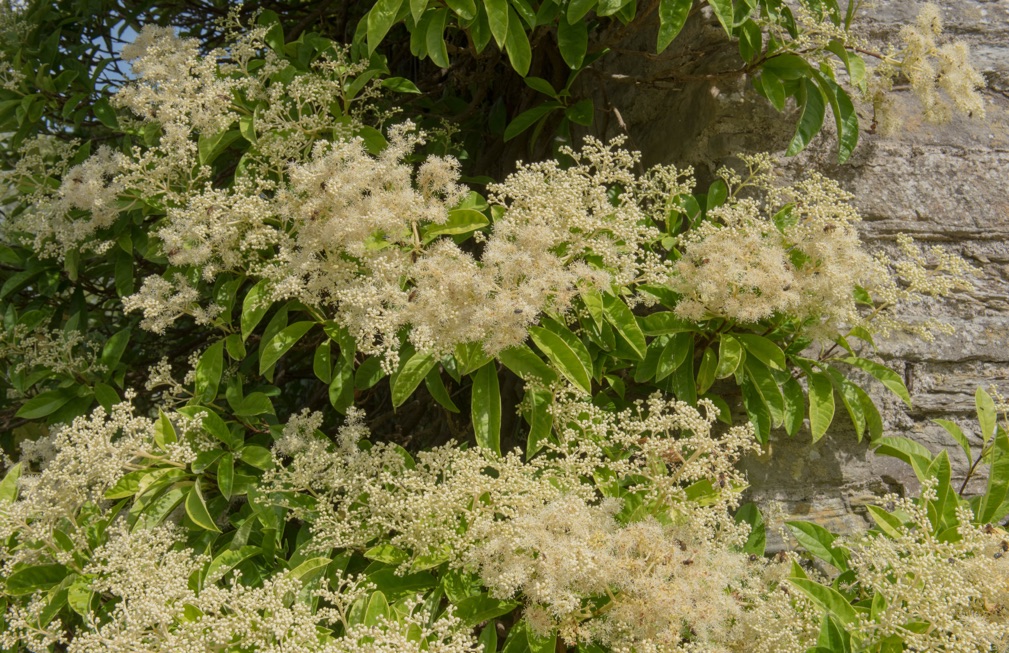 hydrangea petiolaris with a creamy blossom growing against a stony wall outdoors