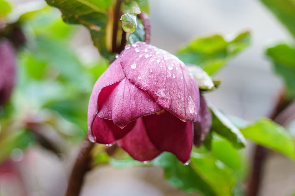 a single pink hellebore flower covered in beads of water