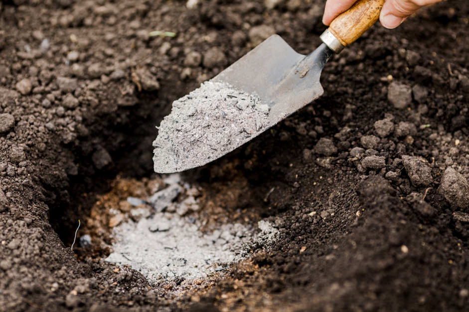 a trowel full of ash filling a hole that has been dug in soil