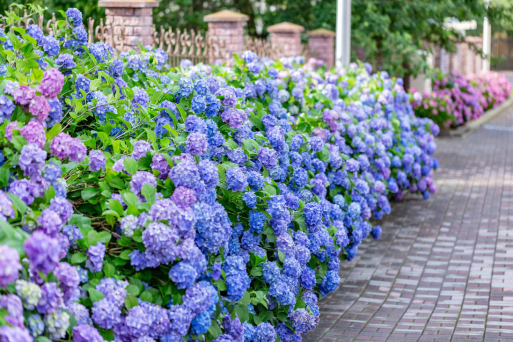 several large blue flowering hydrangea bushes growing next to a brick path