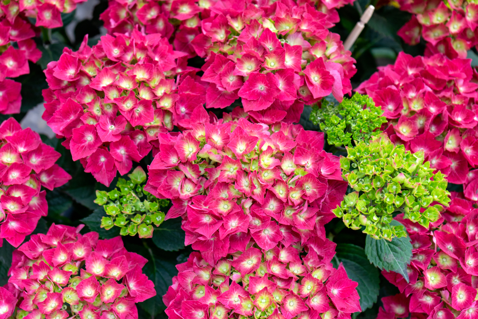 hydrangea plant with pink petals and light green centres and some green flowering blooms