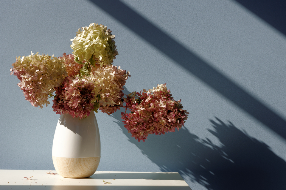 dried hydrangeas with red and white petals in a vase on a white surface casting a shadow onto a blue wall behind it