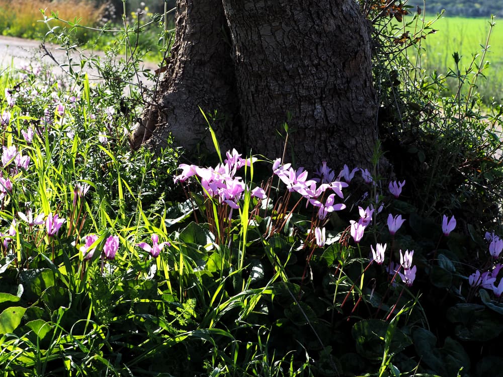 wild pink Cyclamen growing at the base of a tree trunk