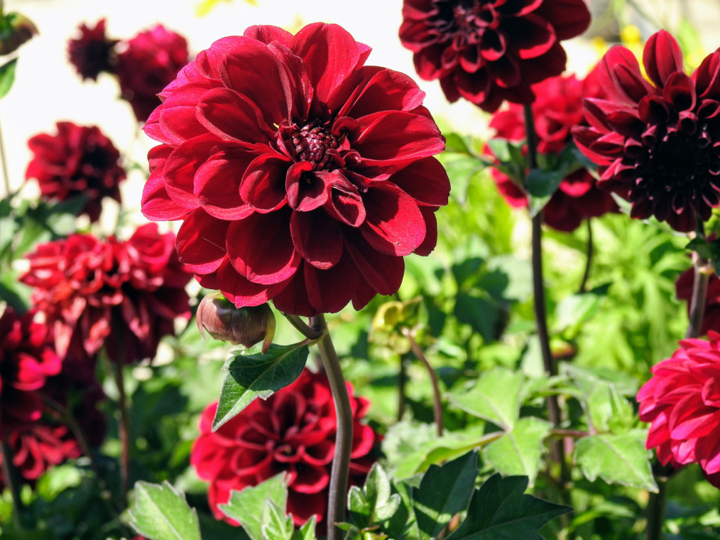 D. Arabian night with deep red growing in a garden bed together