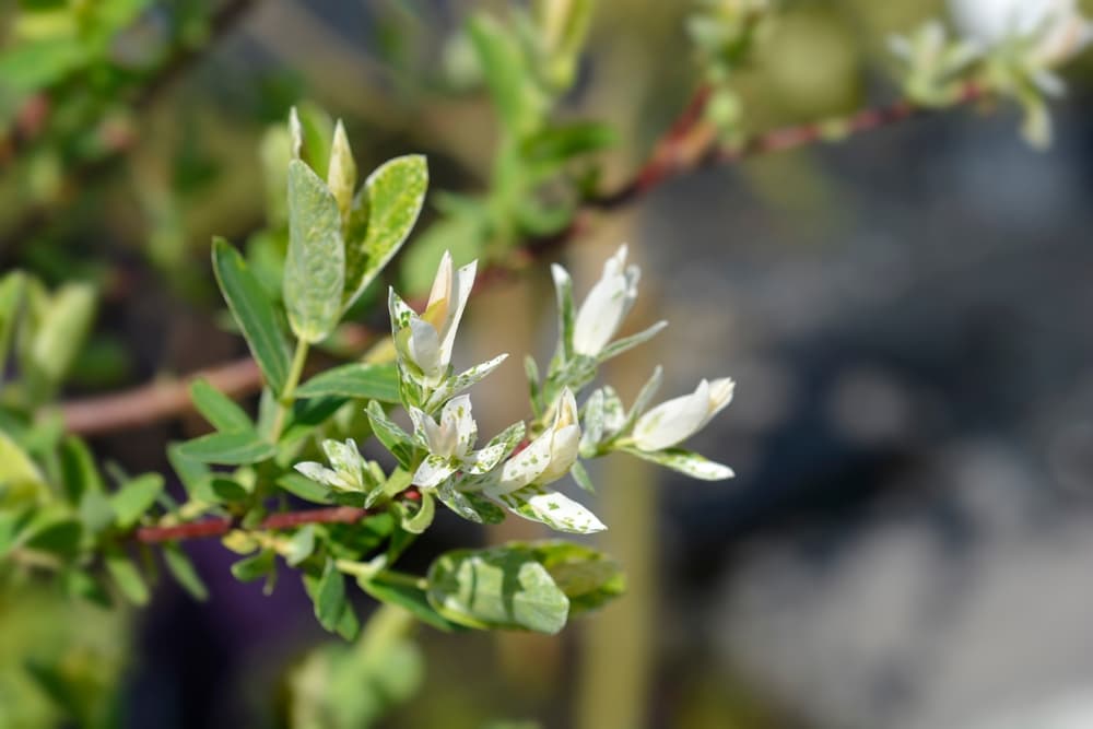 magnified view of Hakuro-Nishiki foliage