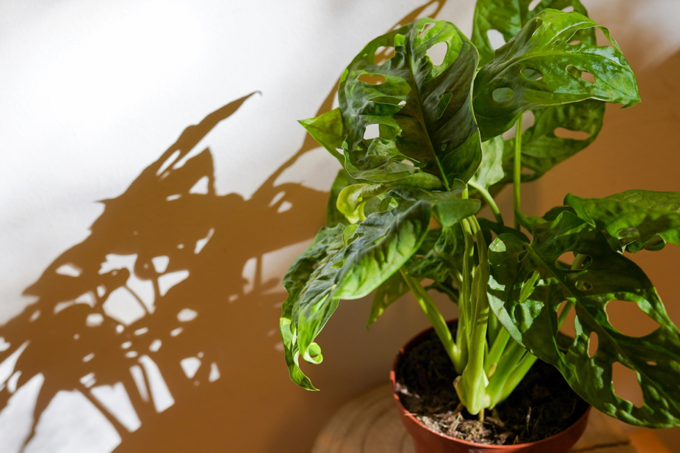 a swiss cheese plant growing in a pot inside with its shadow shown on a white wall