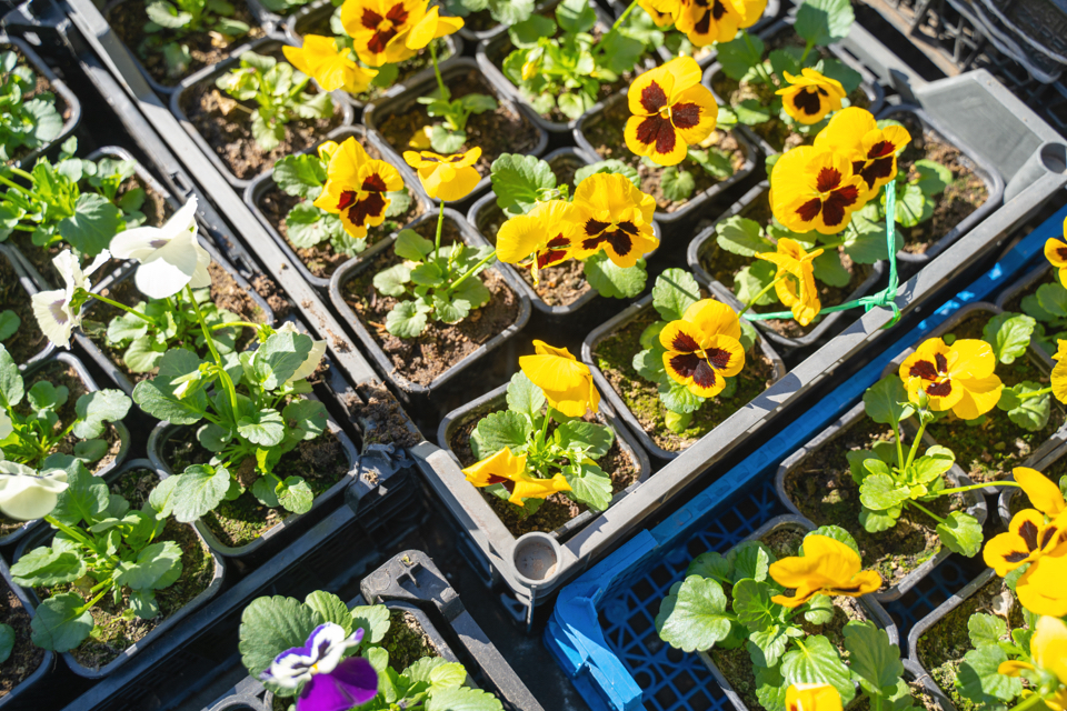 lots of small yellow pansies in plastic pots ready to be transplanted to the ground