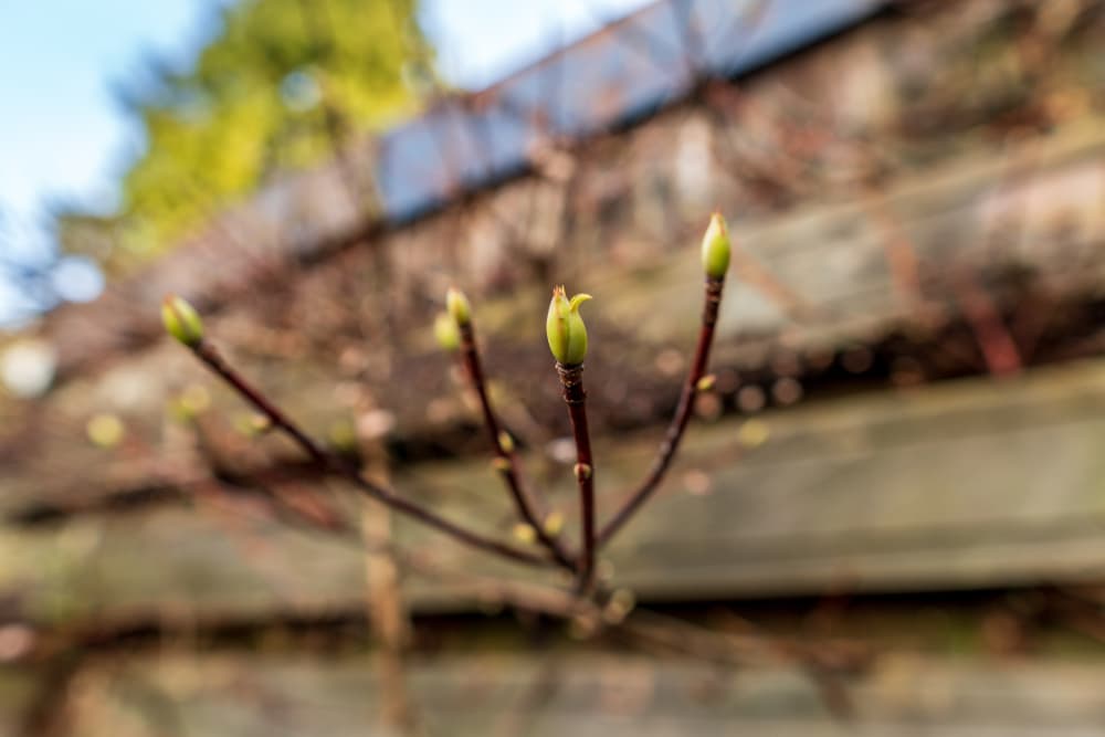 buds of a climbing hydrangea in focus with a blurred wooden fence in the background