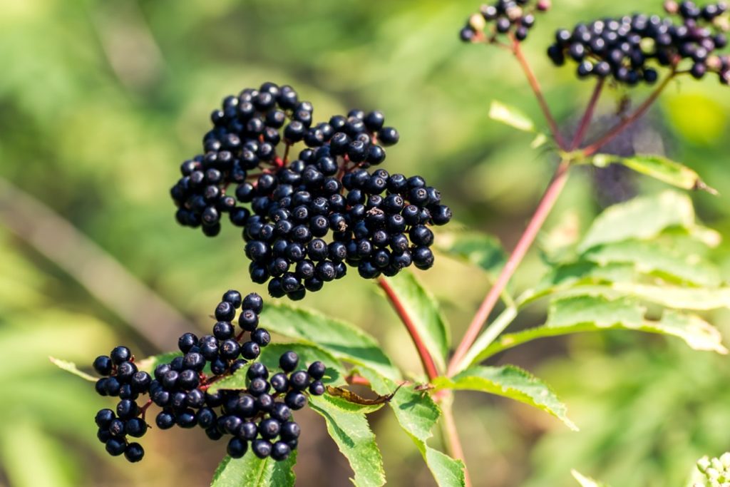 small black elderberry fruits sprouting from a stem with green leaves as a backdrop
