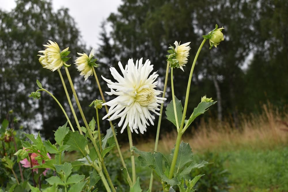 blooming white flower of cactus dahlia ‘My Love’ with tall trees in the background