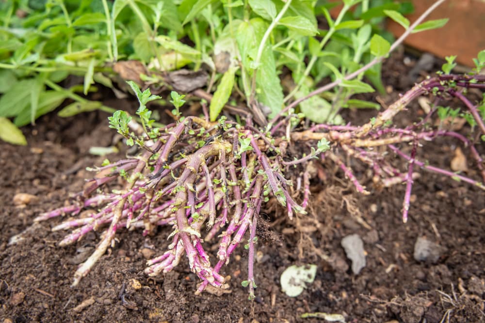 rhizomes of mint plant dug up from the earth