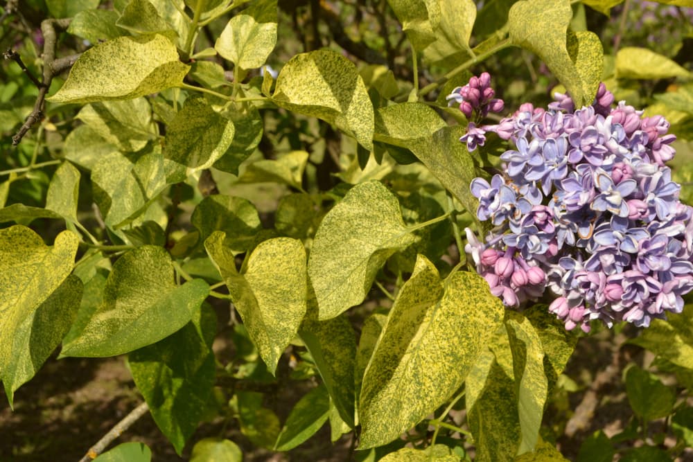S. emodi 'Aureovariegata' with lilac coloured blooms that are beginning to wilt and variegated foliage
