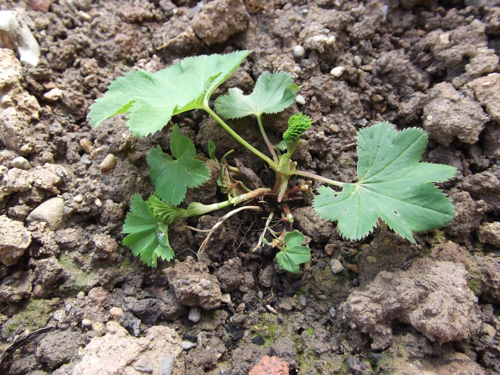 Alchemilla growing in clumpy and rocky earth