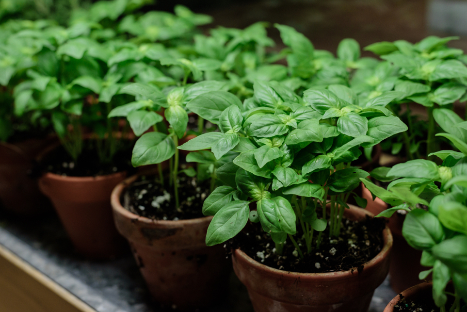 potted basil plants growing next to each other on a shelf indoors