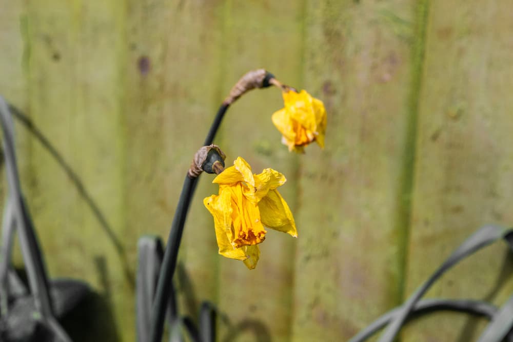 spent daffodil blooms which are withering with a green timber fence in the background