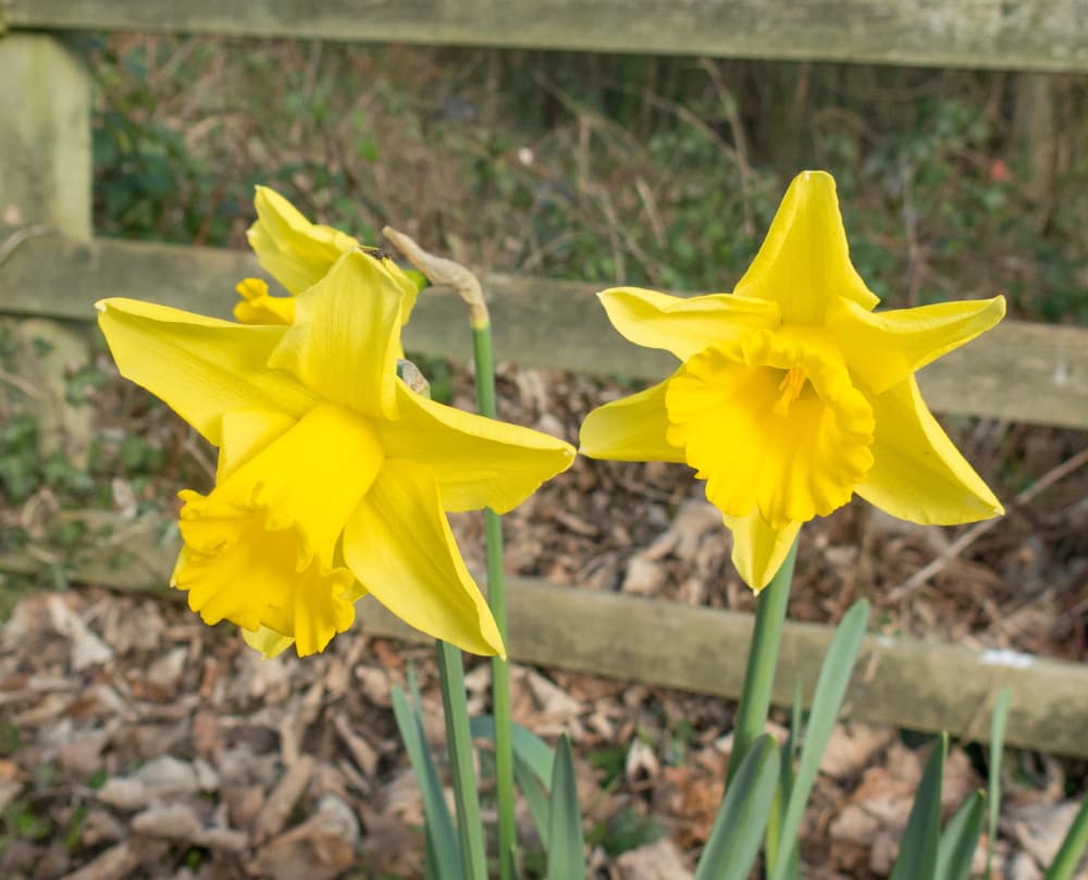 yellow 'King Alfred' daffodils against the backdrop of a wooden fence